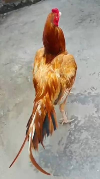Aseel Mianwali / Mushka Lasai / Aseel /  Eggs lying hens for sale