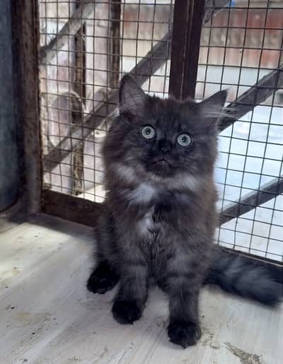 Persian male kitten