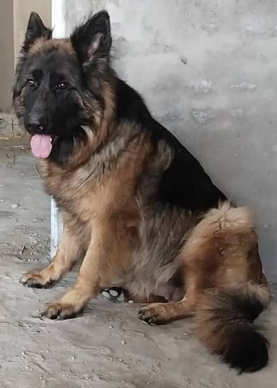 German shepherd long hair female for sale
