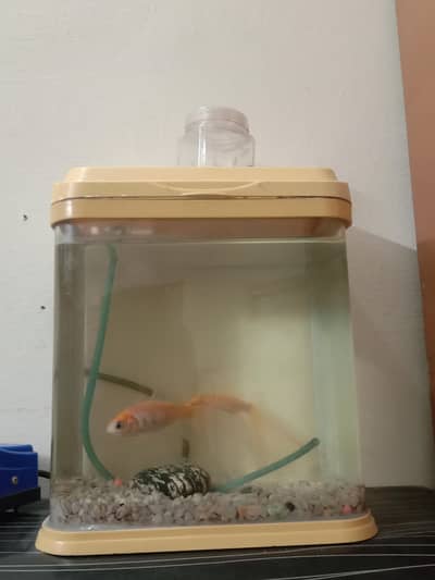 1 big 1 little fish equream