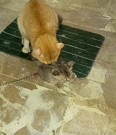 parchion cat for matting only not sale