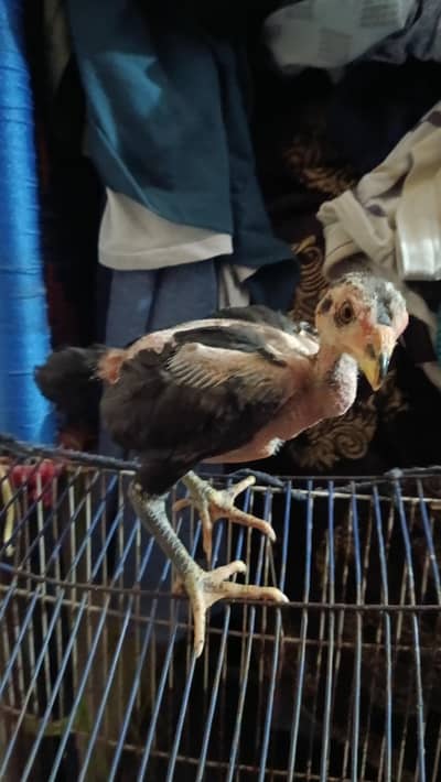 Thai cross bach 18 choose ha available ha price final ha