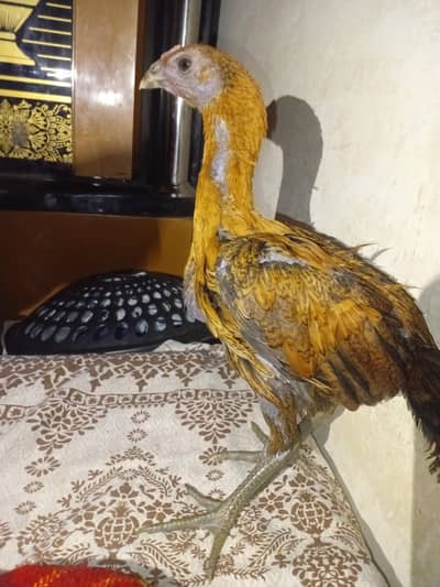 skin black brown dargon03264491845