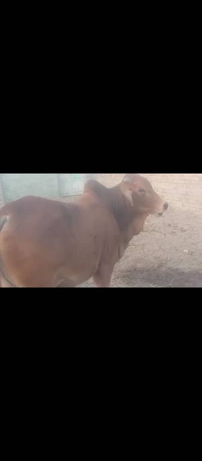 Premium Qurbani Bulls for Sale – ” قربانی کےلیے بیل فار سیل