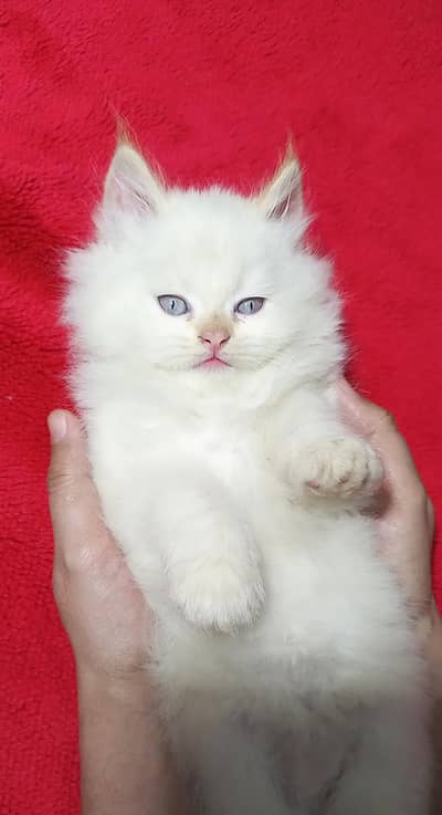 bhalo kitten Mashalllah high quality