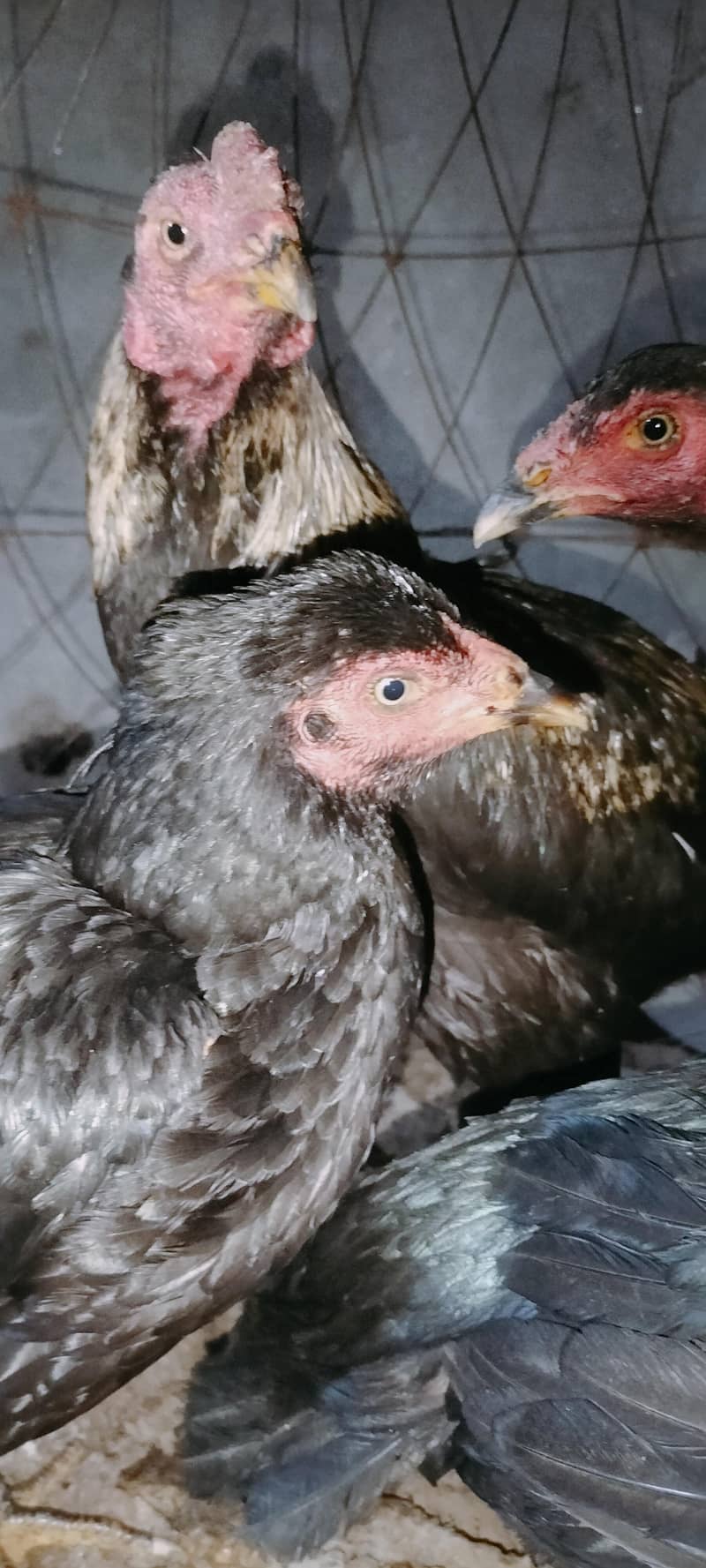 اصیل مرغا اور دو مرغیاں برائے فروخت 1