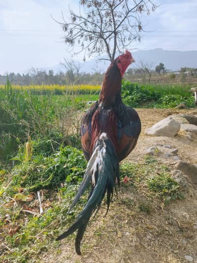 aseel mianwali murga