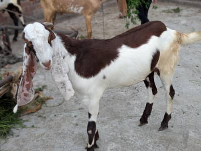 do dant qurbani ready 2026 khere bakre  Whatsapp number 03099996996