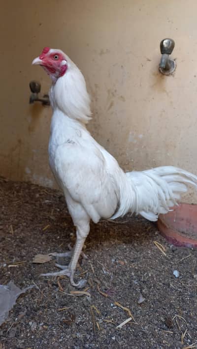 Aseek Heera murgha for sale.