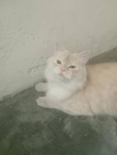 mujhe cat ka bara my koi idea nahi ha is leya ma is leya sale kr raha