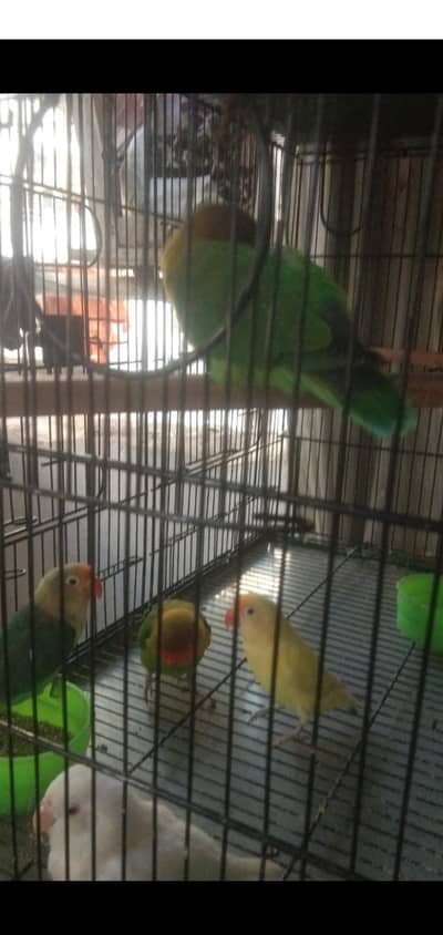 Live birds for sale