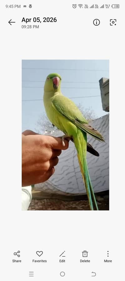 fully hand tame male