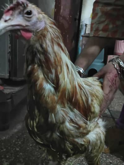 Local Chicken is Available