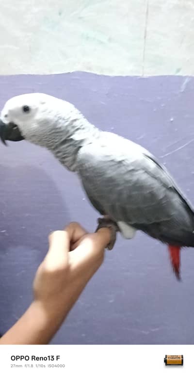 African parrot for sale age 1 year hand temp