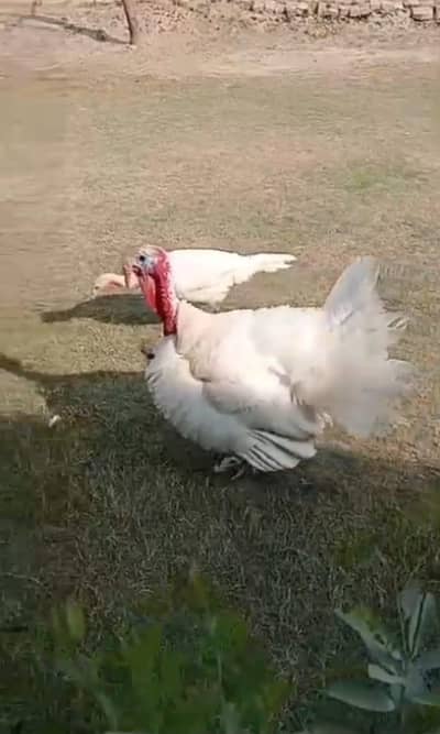 A 15-month old pair is for sale.