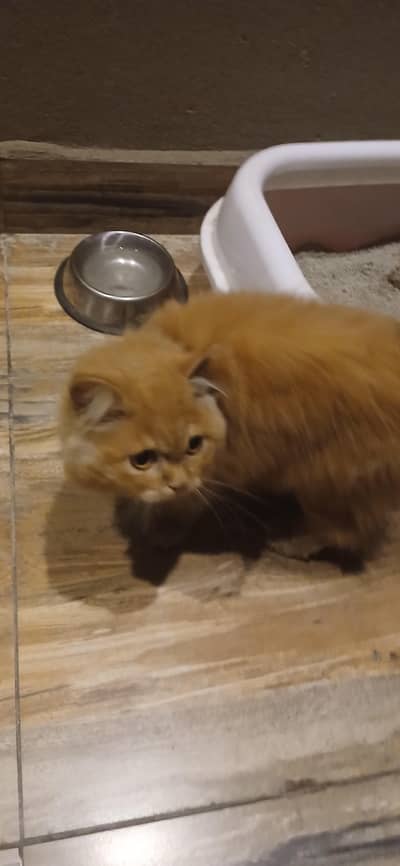 Ginger Persian Cat