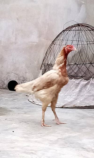 High quality aseel Madi