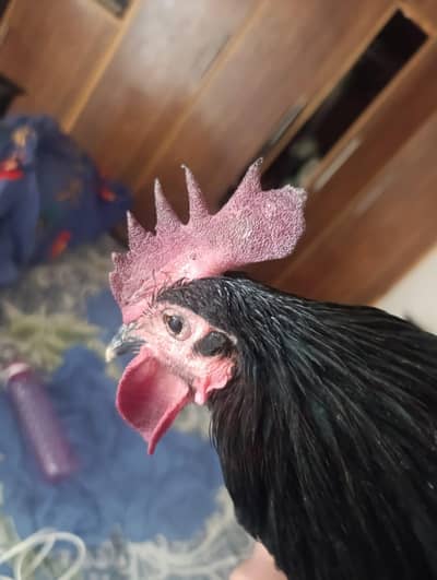 golden misri murgi laying egg