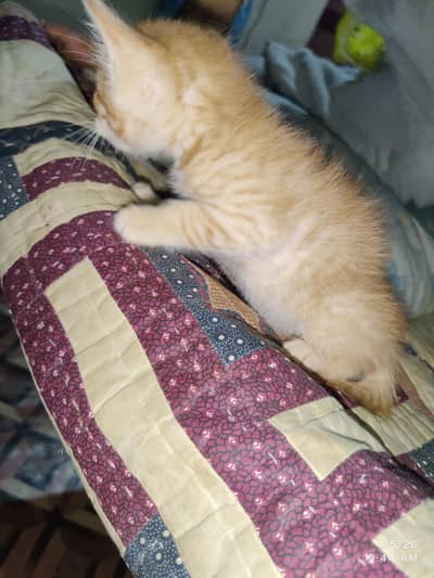 3 kitten 01 month age