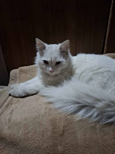 Male persian white cat, vaccinated and very friendly.