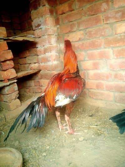 aseel sindhi patha long height patha for sale