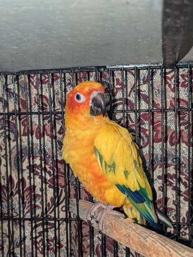 Sunconure Breeder Pair