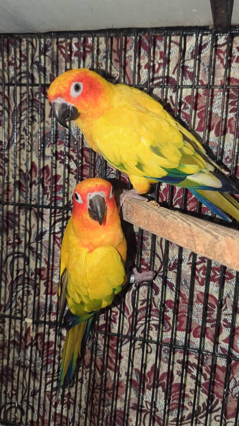 Sunconure Breeder Pair Contact 03011665014 1