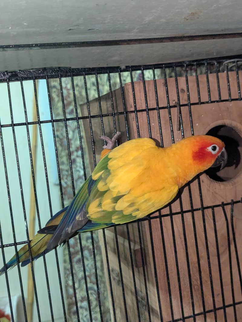 Sunconure Breeder Pair Contact 03011665014 2