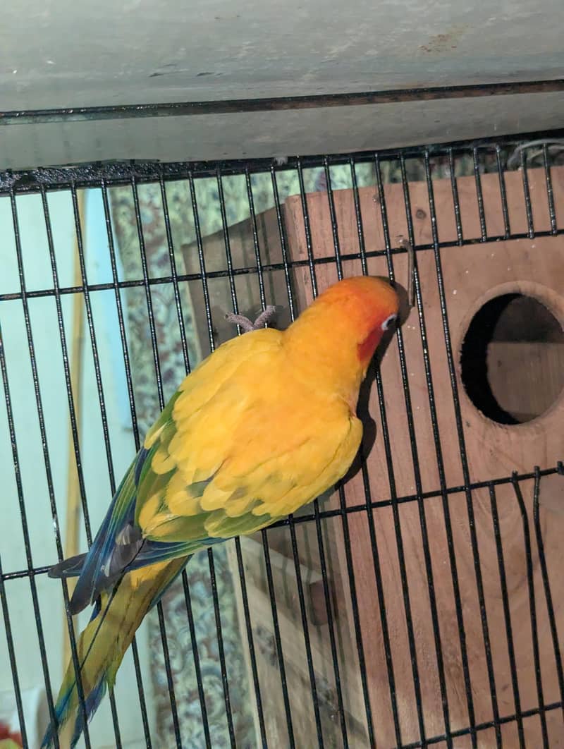 Sunconure Breeder Pair Contact 03011665014 3