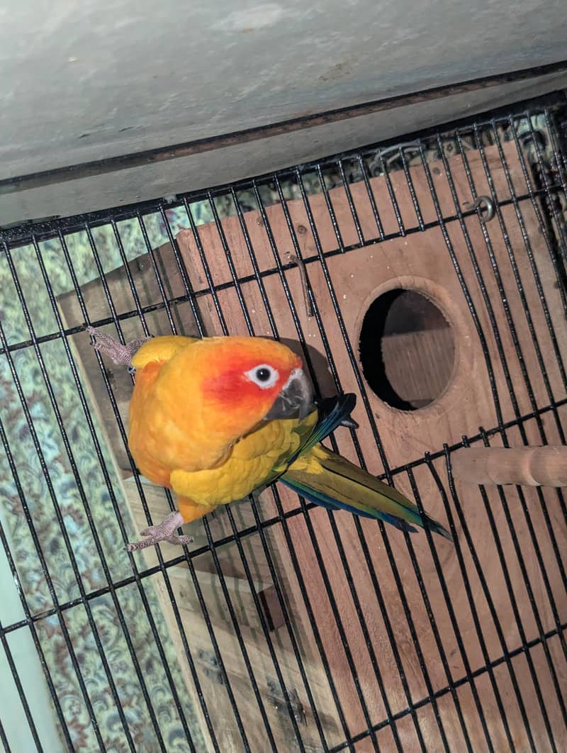 Sunconure Breeder Pair Contact 03011665014 4