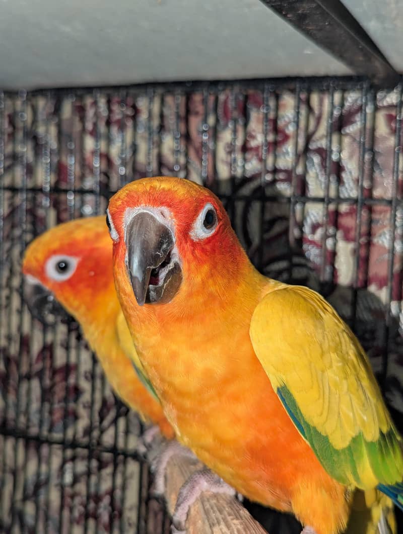 Sunconure Breeder Pair Contact 03011665014 5