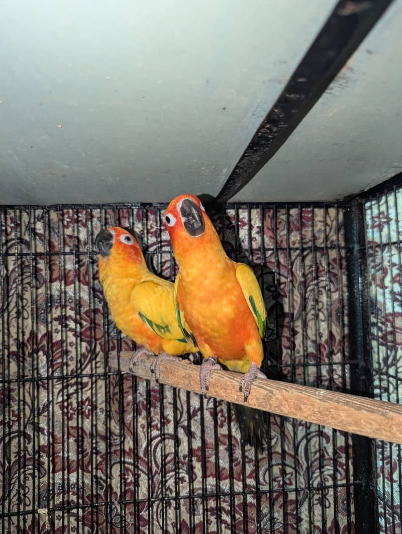 Sunconure Breeder Pair Contact 03011665014 6