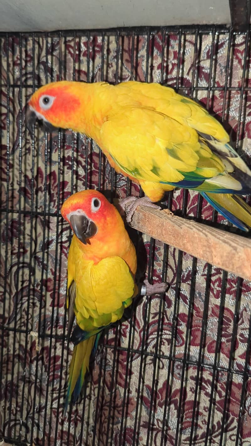 Sunconure Breeder Pair Contact 03011665014 7