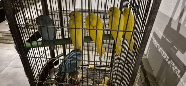 Color Ringneck Yellow Grey Green Hand Tame
