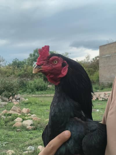 Aseel murgha for sale