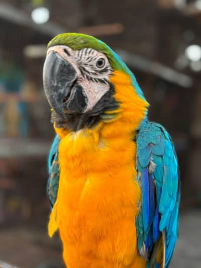 macaw | parrot