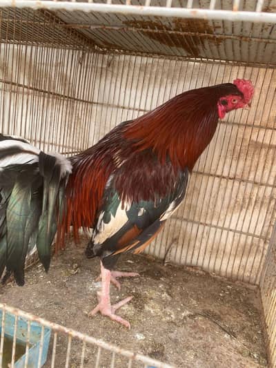 aseel murga healthy contact 03162639514