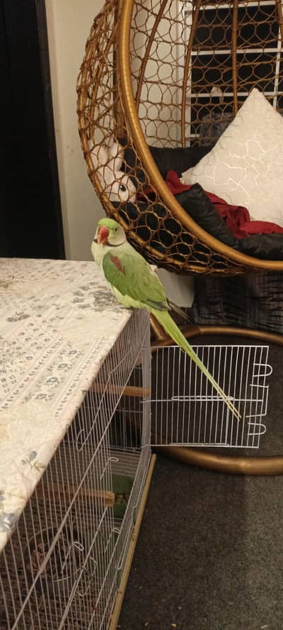 Sami tamed Raw parrot