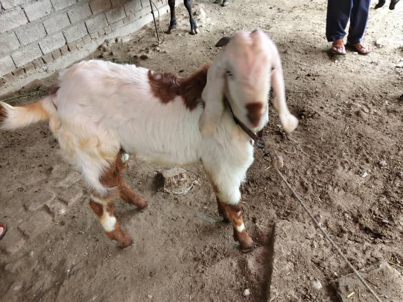 bakra 2