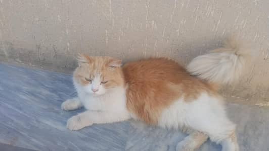 Siberian female cat  for sale