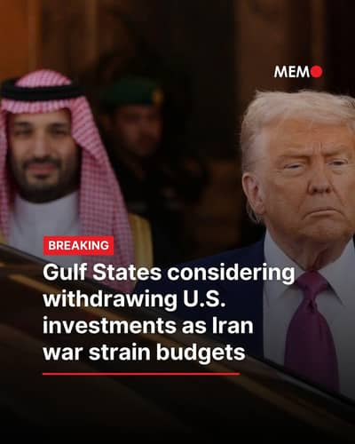 Male pigeon For Sale - Sherazi