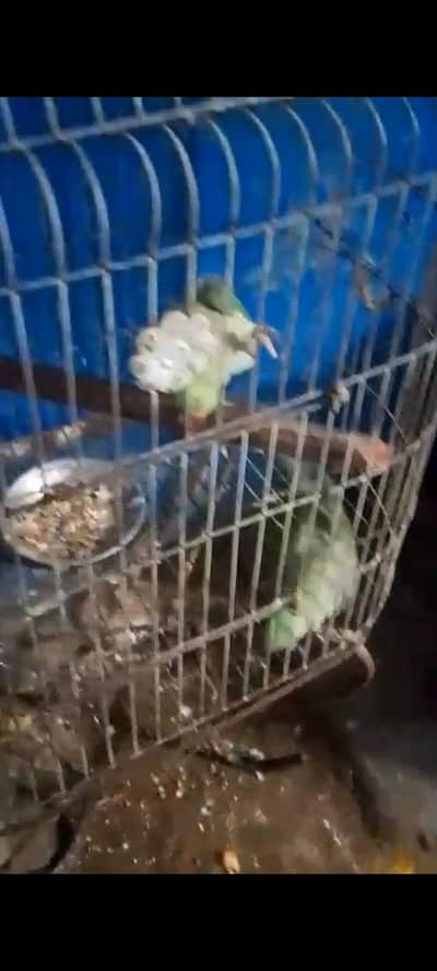 talking hand tame perrot