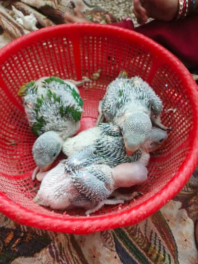 Raat ho to Kya bacche janwar