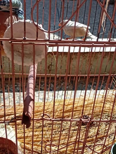 UNIQUE FINCHES PAIRS