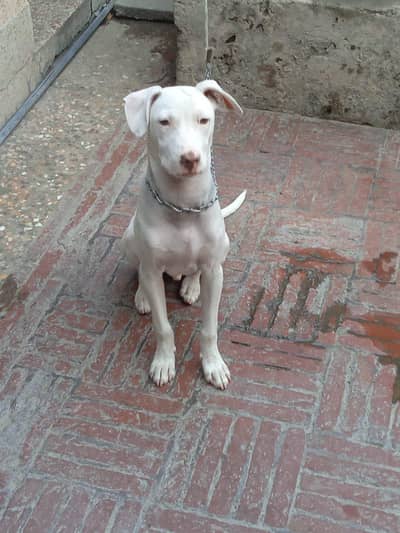 Gultair dog for sale