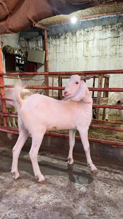 Healthy Male Goats for Sale in Karachi | Qurbani Bakra | Medium Weight