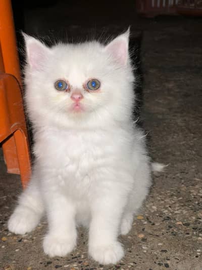 triple coated kittens