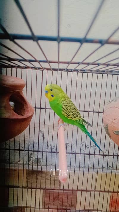 budgies available