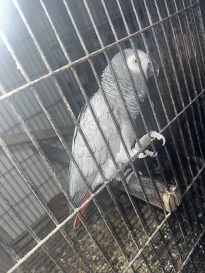 Urdu bolta ha or urdu ma batayn karta ha bohat