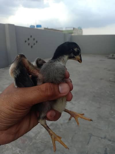 Aseel hen/Aseel child/Aseel brooder